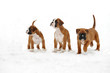 Boxerwelpen 118