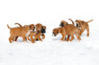 Photo: Boxerwelpen 120 Boxerwelpen 120