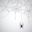 Spider Web