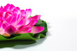 fiore di loto