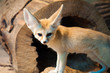 Fuchs