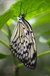 Schmetterling
