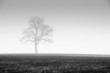 Lonely tree