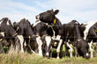 row of black and white cows