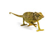 Jackson's Chameleon - Chamaeleo jacksonii