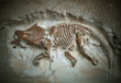 dinosaur fossils