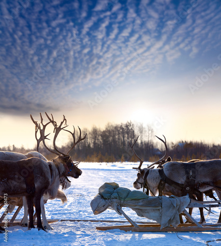 Photo: Northern deer on snow Northern deer on snow