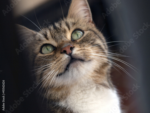 Photo: Cat Cat