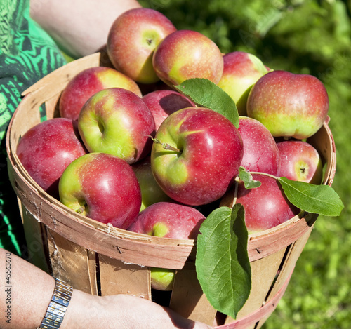 Photo: Fall Apple Harvest Fall Apple Harvest