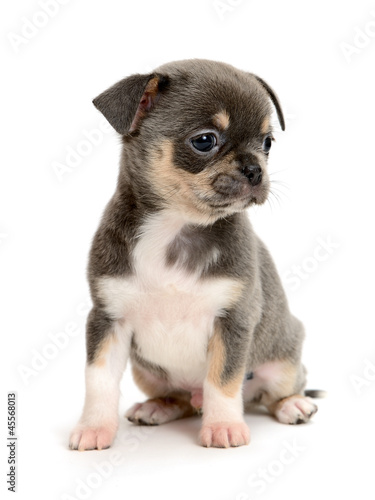 Photo: Chihuahua Chihuahua