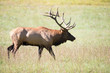 American elk bull