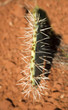 Cactus Spines