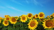 flowering sunflowers