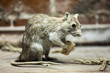 Rat animal eating bread food