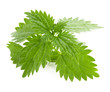 Nettle isolated on a white background