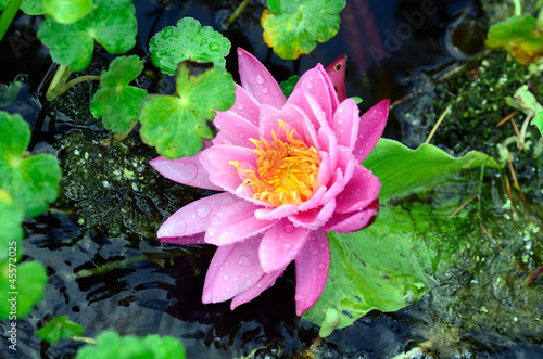 Photo: Pink Waterlily on Pond Pink Waterlily on Pond