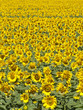Foto: Sunflower field background Sunflower field background