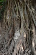 Buddha head encased in tree roots at the temple of Wat Mahatat
