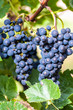 Rote Weintrauben