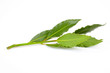 Branche de laurier sauce