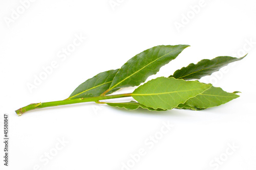 Photo: Branche de laurier sauce Branche de laurier sauce
