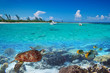 Photo: Caribbean Sea scenery with green turtle in Mexico Caribbean Sea scenery with green turtle in Mexico