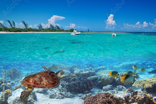 Photo: Caribbean Sea scenery with green turtle in Mexico Caribbean Sea scenery with green turtle in Mexico