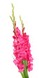 beautiful bouquet of pink gladioluses, isolated on white