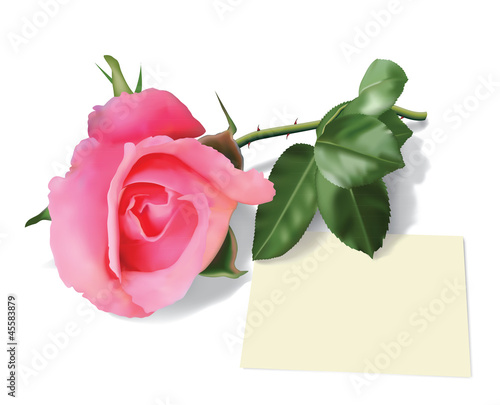 Vector: Beautiful pink rose and piece of paper. (Used mesh tool). Beautiful pink rose and piece of paper. (Used mesh tool).