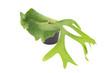 Staghorn fern  isolated on white background