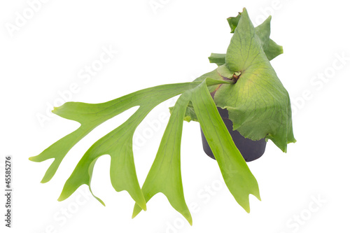 Photo: Staghorn fern isolated on white background Staghorn fern isolated on white background