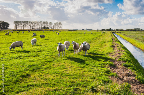 Photo: Sheep in late afternoon sun Sheep in late afternoon sun