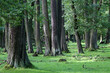 Foto: Eichenwald Eichenwald