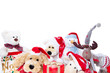 große gruppe kuscheltiere