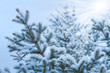 Foto: Snow-covered tree on a sky background Snow-covered tree on a sky background