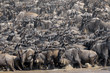Wildebeest crossing the Mara river.