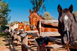 Wild horses eating in a stable