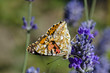 Painted Lady Vanessa cardui, Greece
