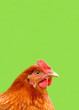 Red Chicken on Bright Green Background with Copy Space