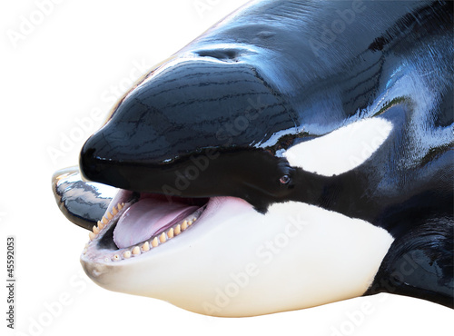 Photo: Orca with his mouth open Orca with his mouth open
