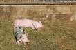 Ferkel in Freilandhaltung