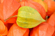 Lampionblumen