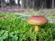Maronenröhrling	Xerocomus badius