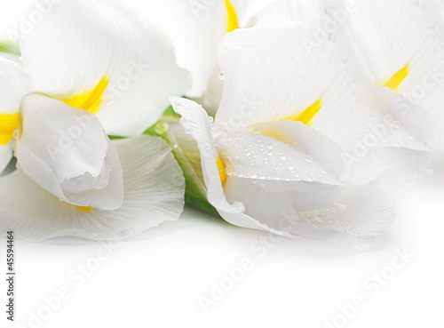 Photo: White irises against a green grass, a summer butterfly White irises against a green grass, a summer butterfly
