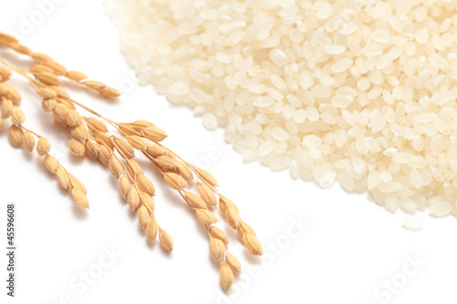 Photo: Ears of rice with white rice Ears of rice with white rice