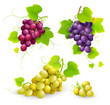 Bunches of grapes. Vector