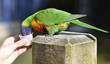 Lorikeet