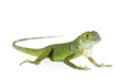 Baby Iguana Isolated On White ...