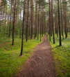 Lane in the pine tree forest