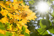 Baum im Herbst mit Sonne